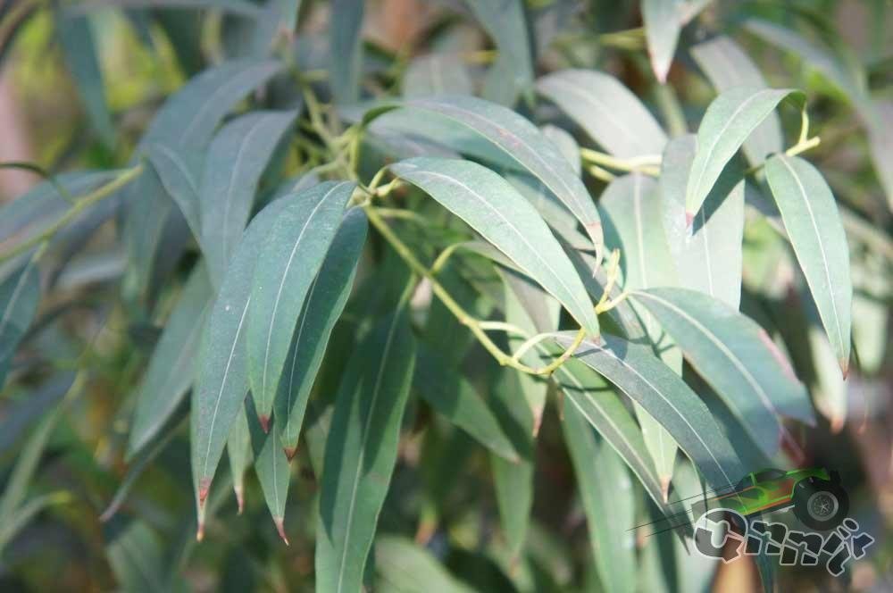 eucalyptus-plant-medicinal