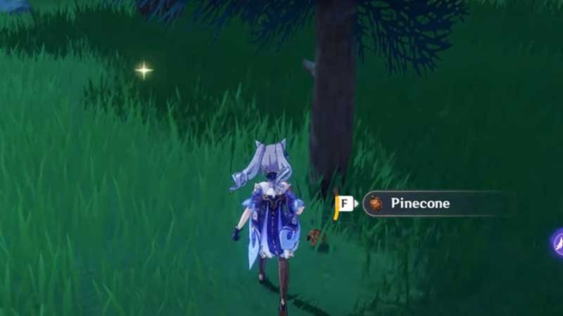 where to get pine cones